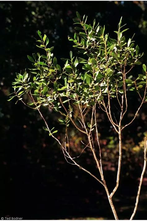 Ilex Glabra Shrub Appalachian Tea Dye Leaves Evergreen