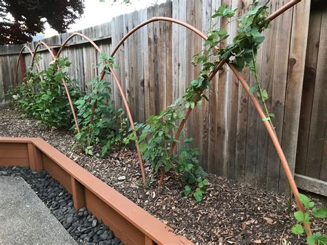 How to Create a Beautiful Backyard Blackberry Espalier