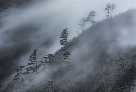 松林流靄 福島県福島市 流靄|unofoto 京都写真美術館 松林流靄 福島県福島市 流靄|unofoto 京都写真美術館