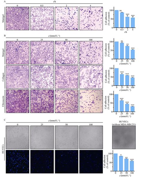 Cuc B Inhibited Mda Mb 231 Cells Adhesion Mda Mb 231 Cells Were