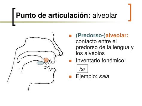 Ppt Los Sonidos De La Lengua Powerpoint Presentation Free Download Id5641307