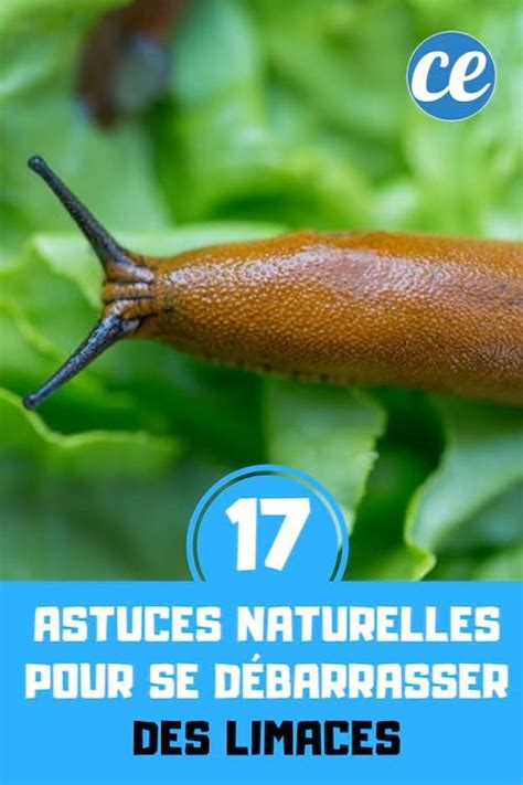 Astuces Naturelles Pour Se D Barrasser Des Limaces Rapidement