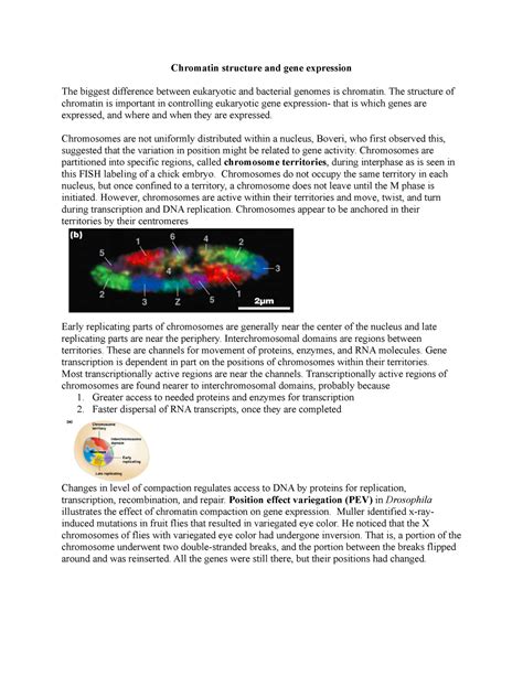 Chromatin structure and gene expression - The structure of chromatin is ...