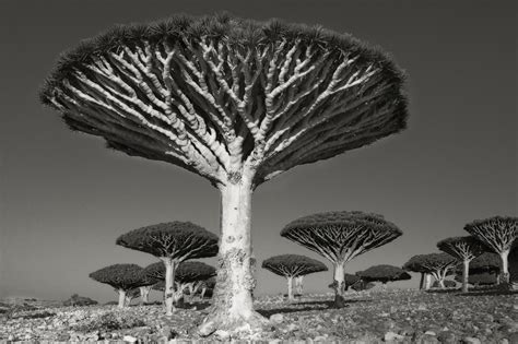 Ancient Trees - WSJ