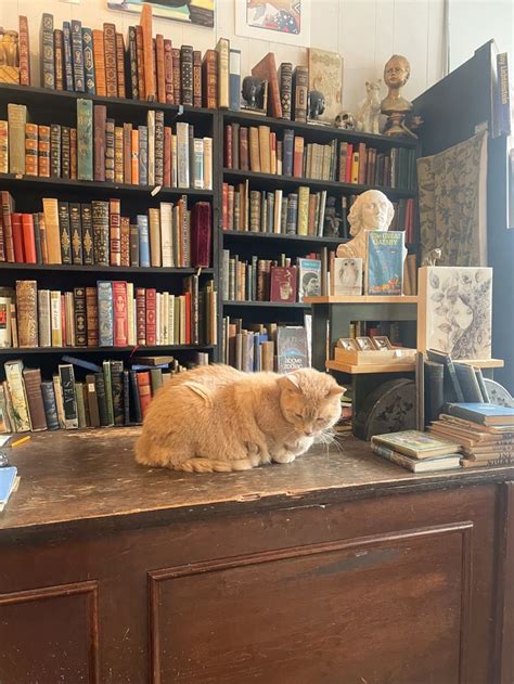 Book Store Cat Bookstore Cats Cats Cat Books