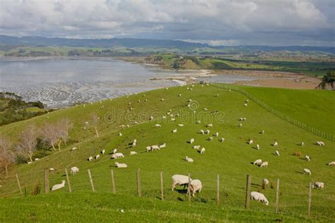 Springtime Fields Near Auckland New Zealand Stock Photo Image Of