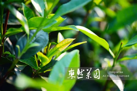 乌龙茶茶树乌龙茶茶叶大山谷图库