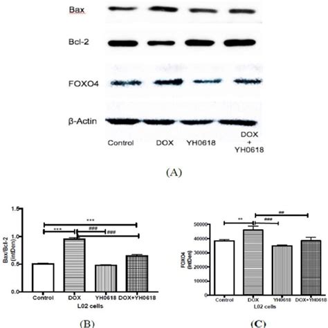 Apoptosis Related Protein Expressions Were Determined By Western Blot