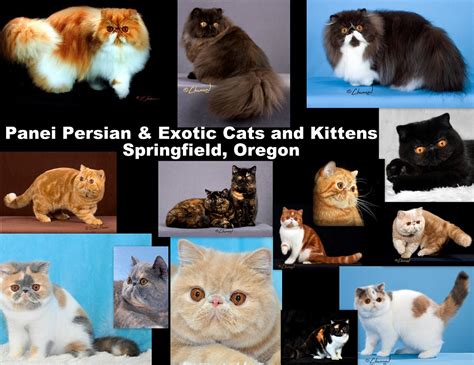 Persian Cat Breeders: Oregon | KittySites.Com