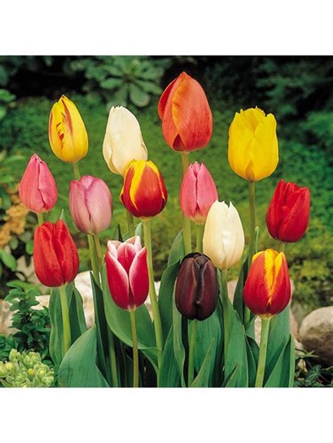 Tulip Triumph Mixed 25 Bulbs