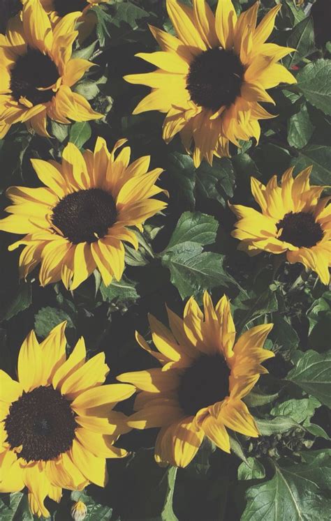 Sunflower Aesthetic Wallpapers on WallpaperDog