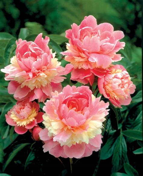 PAEONIA PIWONIA CHIŃSKA SORBET 1 SZT 11872696287 oficjalne