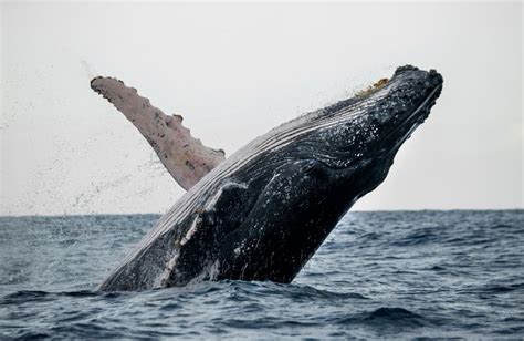 De no creer Las ballenas ayudan a frenar el cambio climático y a