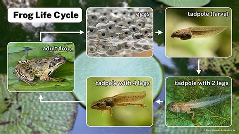 frog: life cycle - Students | Britannica Kids | Homework Help