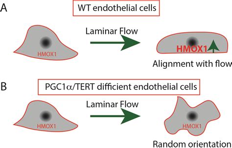 PGC1α Regulates the Endothelial Response to Fluid Shear Stress via