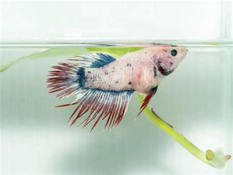 Dropsy in Betta Fish | Fishkeeping World