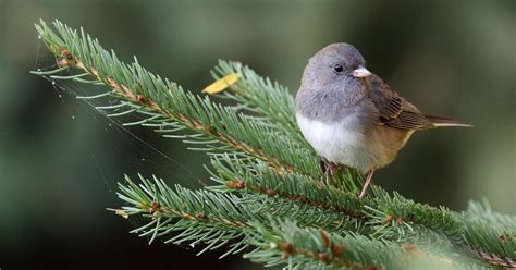 Dark Eyed Junco Audubon Field Guide