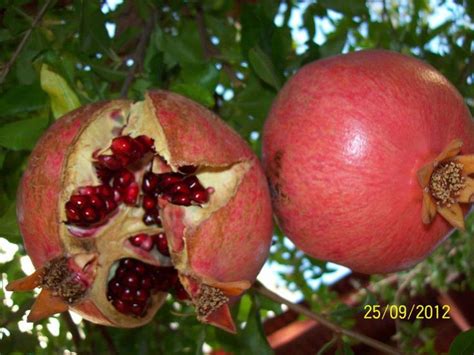 Pin By Joseph Youssef On ART Pomegranate Fruit Apple