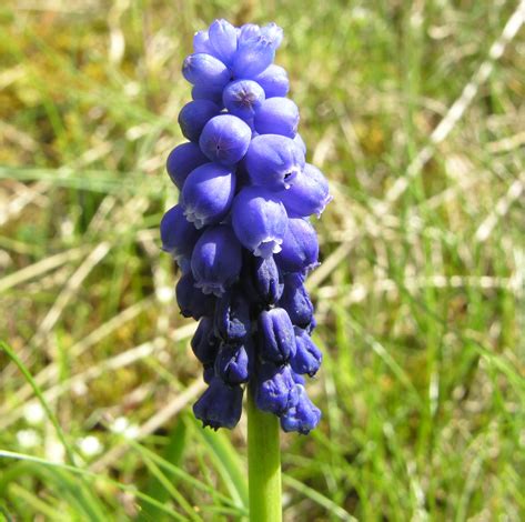 British Wild Plant: Muscari armeniacum Garden Grape-hyacinth