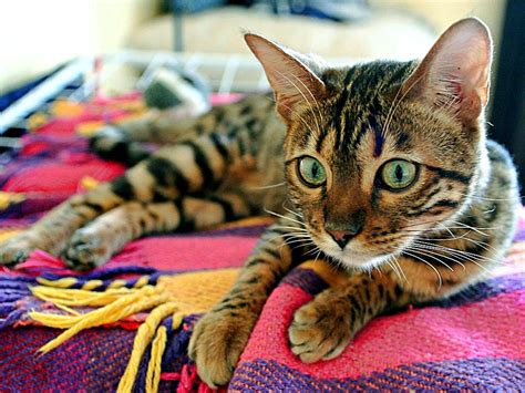 Bengal Cat Mix Characteristics