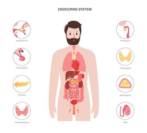 Premium Vector Human Endocrine System