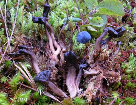 Nothomitra Cinnamomea Microglossum Cinnamomeum