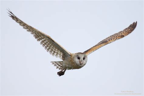 Eastern Grass Owl Tonjiandsylviasbirdlist