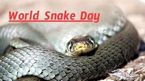 National Snake Day Ivory Arluene