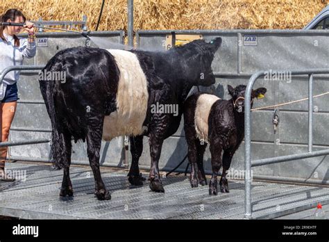 A Belted Galloway And It S Calf Being Jet Washed Ready To Be Shown At