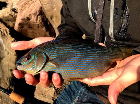 Striped Perch Caught On Oregon Coast R Fishing