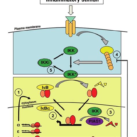 The Nf B Signaling Module Consisting Of Canonical And Non Canonical