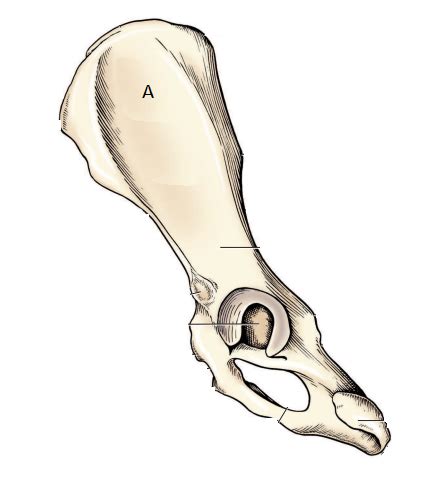 Bones Of Pelvic Limb Flashcards Quizlet