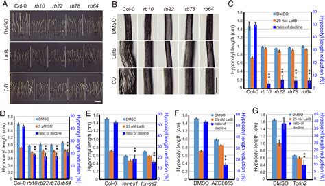 The TOR Complex Controls ATP Levels To Regulate Actin Cytoskeleton