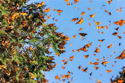 Las Mariposas Monarca Danaus Plexippus Est N Volando Sobre El Fondo Del