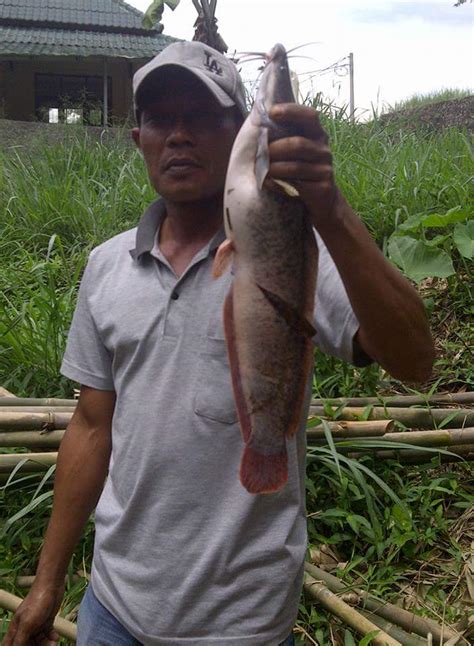 Mancing Liar Ikan Lele di Sukabumi - Mancing Alam Liar