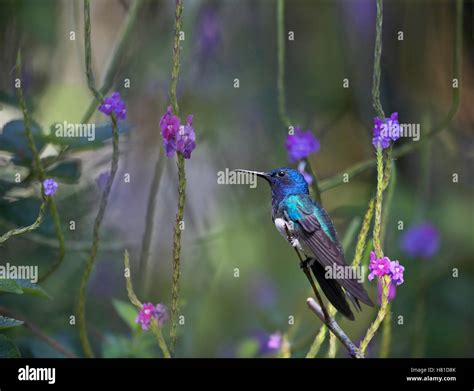 White Necked Jacobin Florisuga Mellivora Male Costa Rica Stock Photo