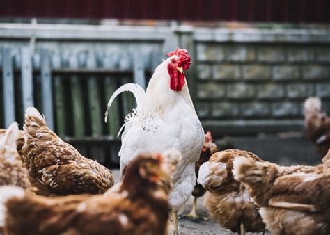 Como montar uma granja de frango Tudo que você precisa saber