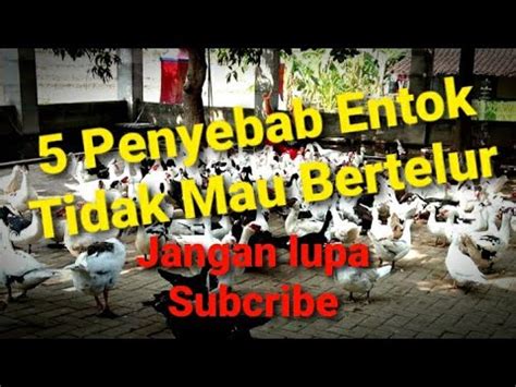 Kenapa Entok Mentok Lama Bertelur Entok Tidak Mau Bertelur Youtube