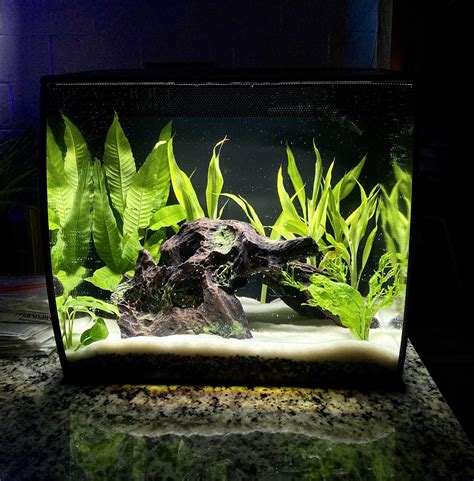 6924 Best Gallon Planted Tank Images On Pholder Aquariums Planted