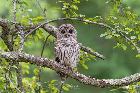 Barred Owl Strix Varia 2019 18 Adult Female Barred Flickr