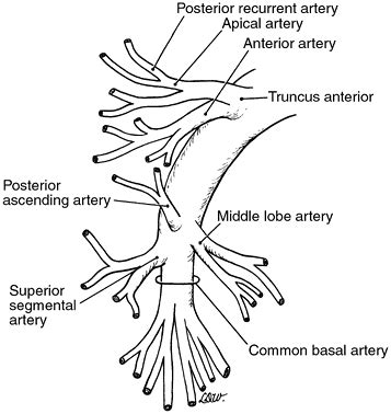 Pulmonary Artery Segmental Anatomy