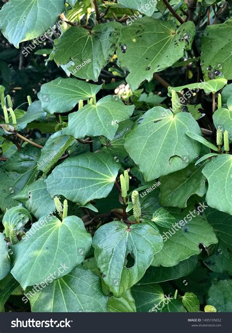 Kawakawa Tree Lush Green Leaves Health Stock Photo 1495195652 ...