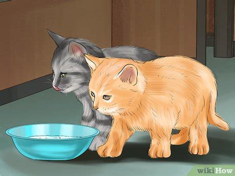 How to Introduce Solid Food to Kittens: 11 Steps (with Pictures)