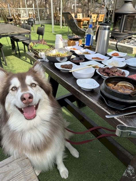 반려생활 강원도 원주 애견동반 식당 대형견도 가능한 한우 맛집 고향 한우 식당