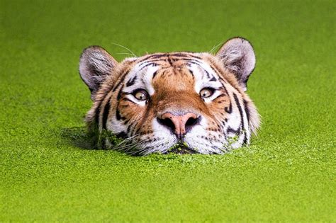 Tiger peeking out of the water emerges as another great Photoshop ...