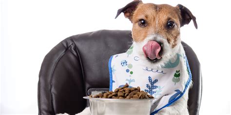 14 Best Dog Foods With Taurine – Why Taurine Is Good For Dogs