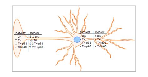 Tyrosine Hydroxylase Mechanism