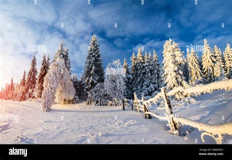 winter landscape trees in frost Stock Photo - Alamy