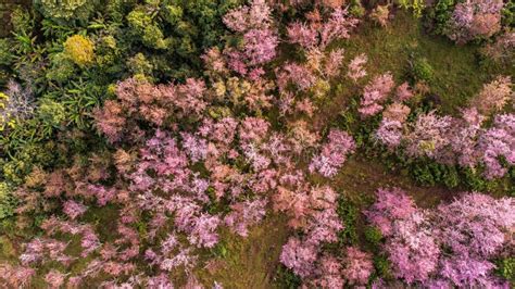 Aerial View of Landscape Beautiful Wild Himalayan Cherry Blooming Pink Prunus Cerasoides Flowers ...