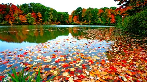 Autumn Leaves In Grey County - Mark Murakami REALTOR®